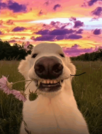 1769112829096.png